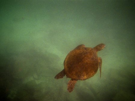 Turtle_6_1600x1200