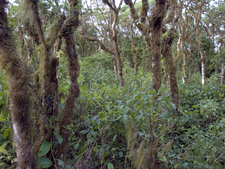 trees_2560x1920